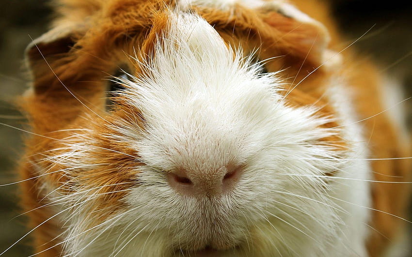 Guinea Pigs HD Wallpaper | Pxfuel