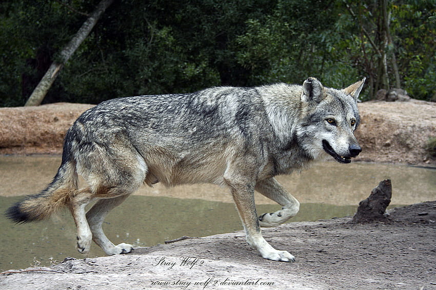 Running Wolf by Stray HD wallpaper