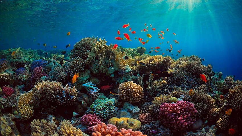 5 Korallenriff HD-Hintergrundbild
