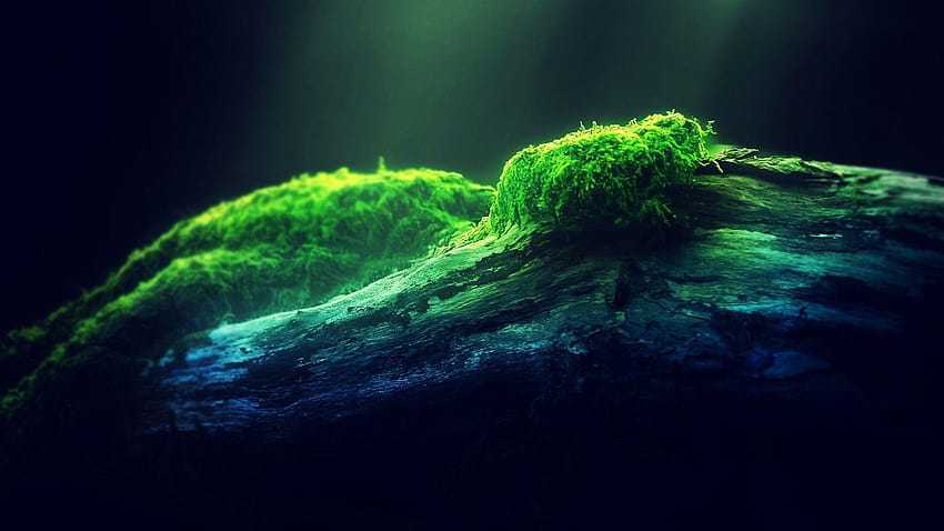 Depth of Field Moss » FullWpp HD wallpaper