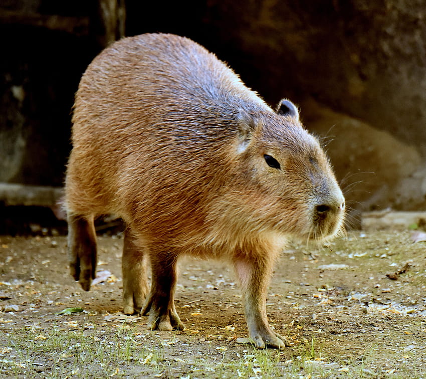 Capybara Grupo con 60 artículos fondo de pantalla | Pxfuel