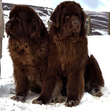 are newfoundlands cuddly