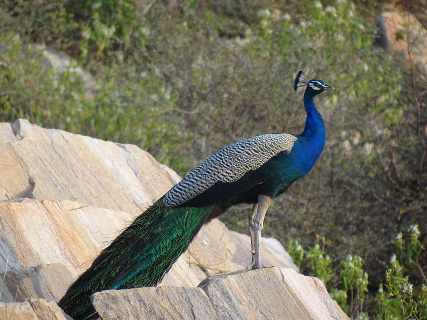 Indian peafowl Bird of, peafowls HD wallpaper
