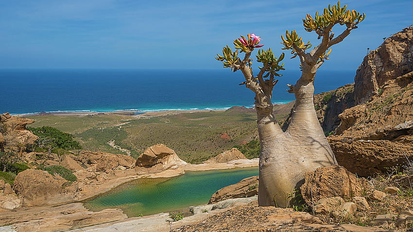 Socotra Magical Island Unusual Flora And Fauna Blooming Tree With Unusual Shape Wonders Of Nature Yemen Arabian Sea 1920x1200 : 13 HD wallpaper