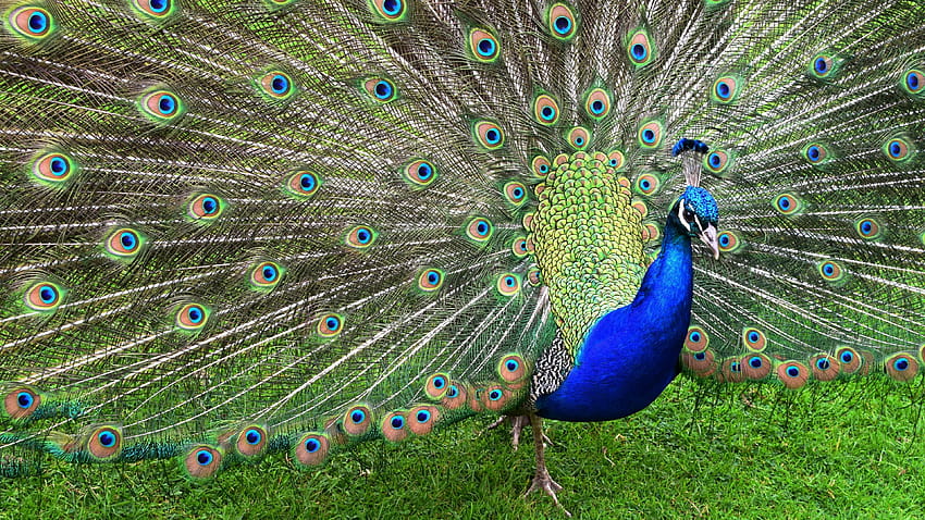 Indian Peafowl, peafowls HD wallpaper