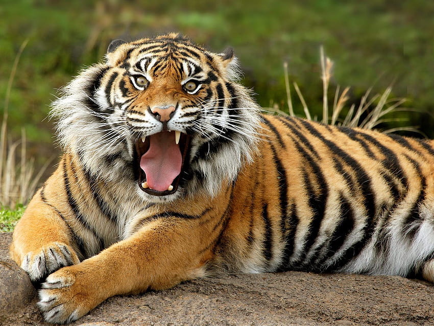 bengal tiger bengal tiger bengal tiger, royal bengal tiger HD wallpaper