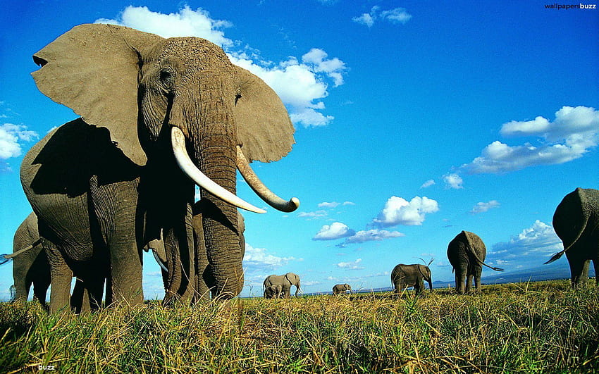 A family of elephants HD wallpaper