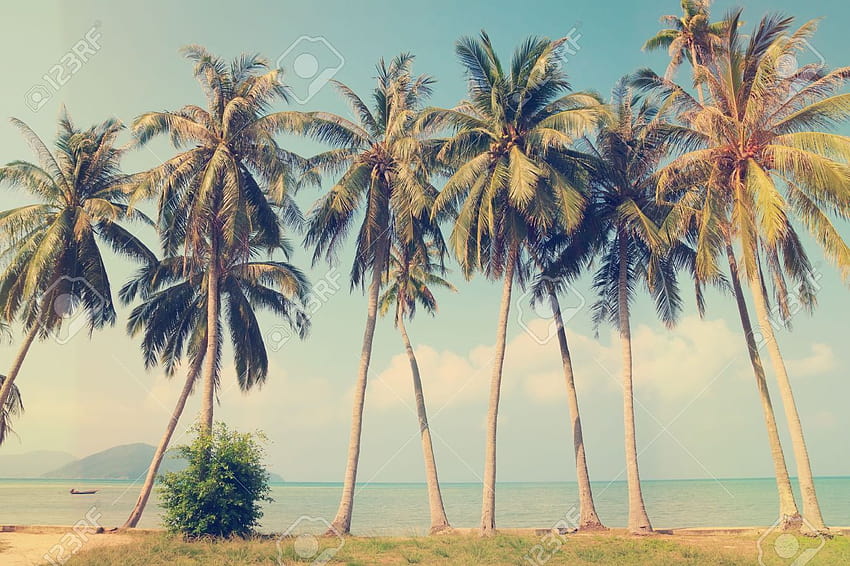 Vintage tropical palm trees on a beach, retro palm tree HD wallpaper