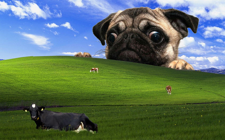 I\'d like to share my favorite : funny, windows funny HD wallpaper ...