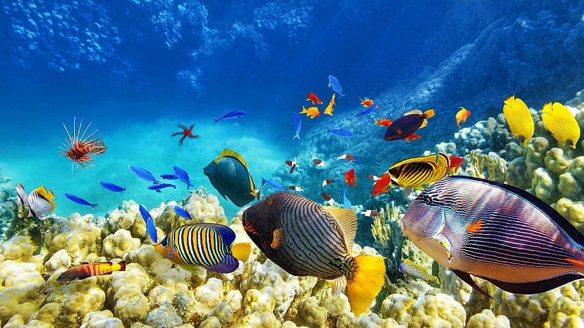 물고기 떼 산호초 해양생물학 산호초 물고기 HD 월페이퍼