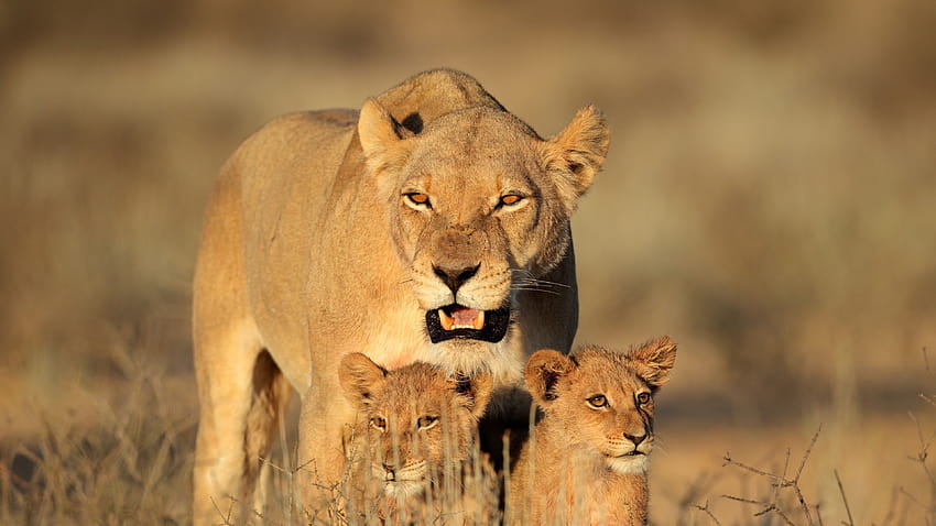 3840x2160 lion, female, lion cubs, family HD wallpaper