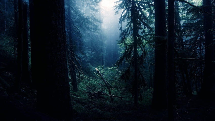 Forest night, silent forest HD wallpaper