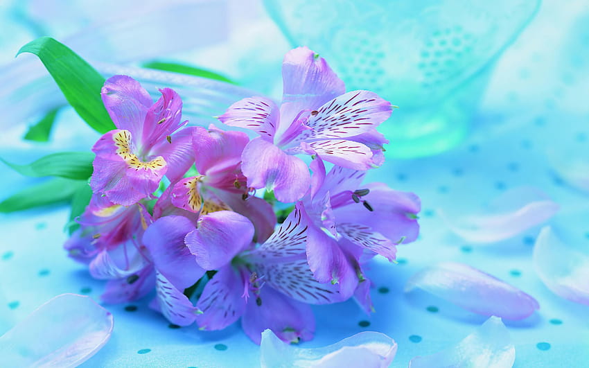 Списък със сини виолетови цветя, обикновена синя теменужка HD тапет