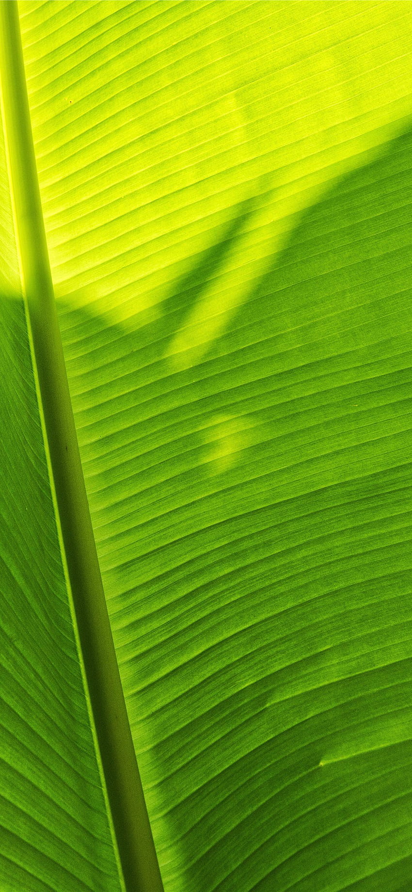 zielony liść bananowca iPhone 11, liście bananowca Tapeta na telefon HD