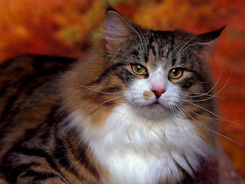 Cats, Animals, Siberian Cat HD wallpaper