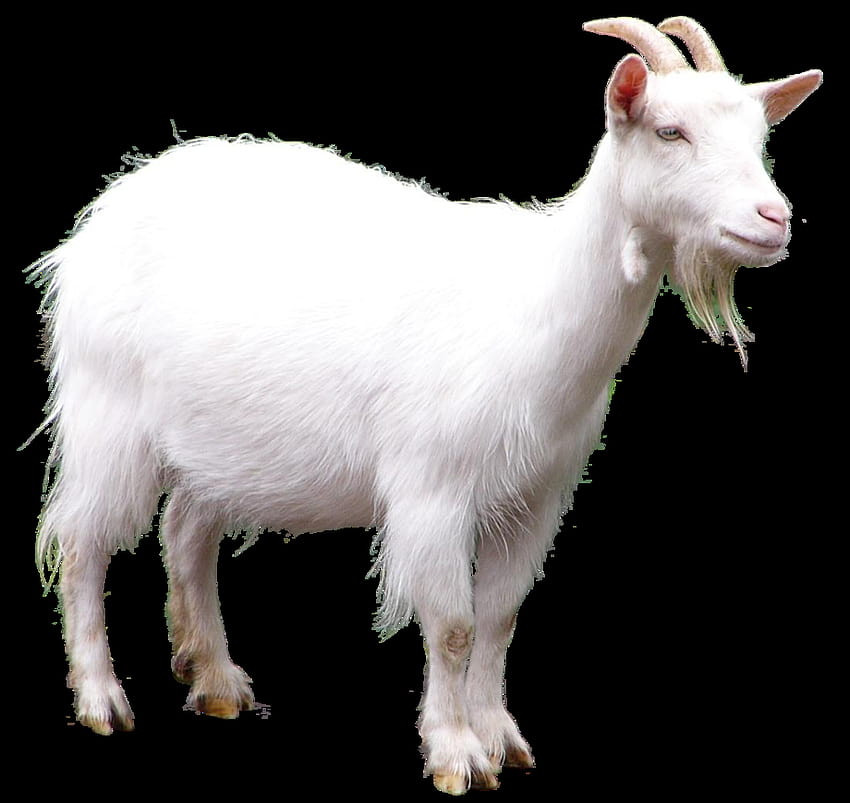 white goat PNG HD wallpaper