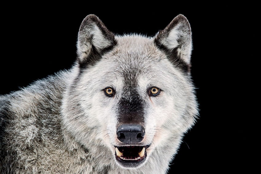 Comeback Wolves: Inside Lamar Valley Wolf Week, valley of the wolves HD wallpaper