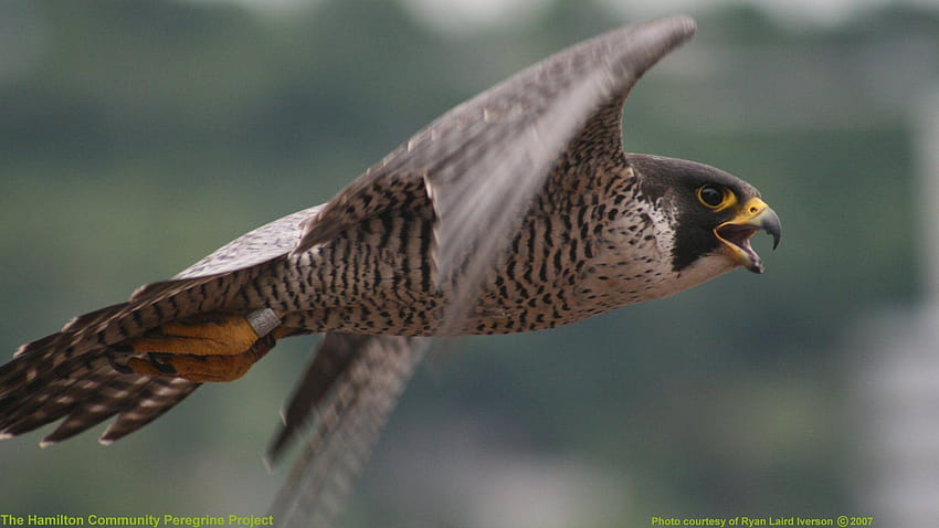 Falcons on your !, peregrine falcon HD wallpaper