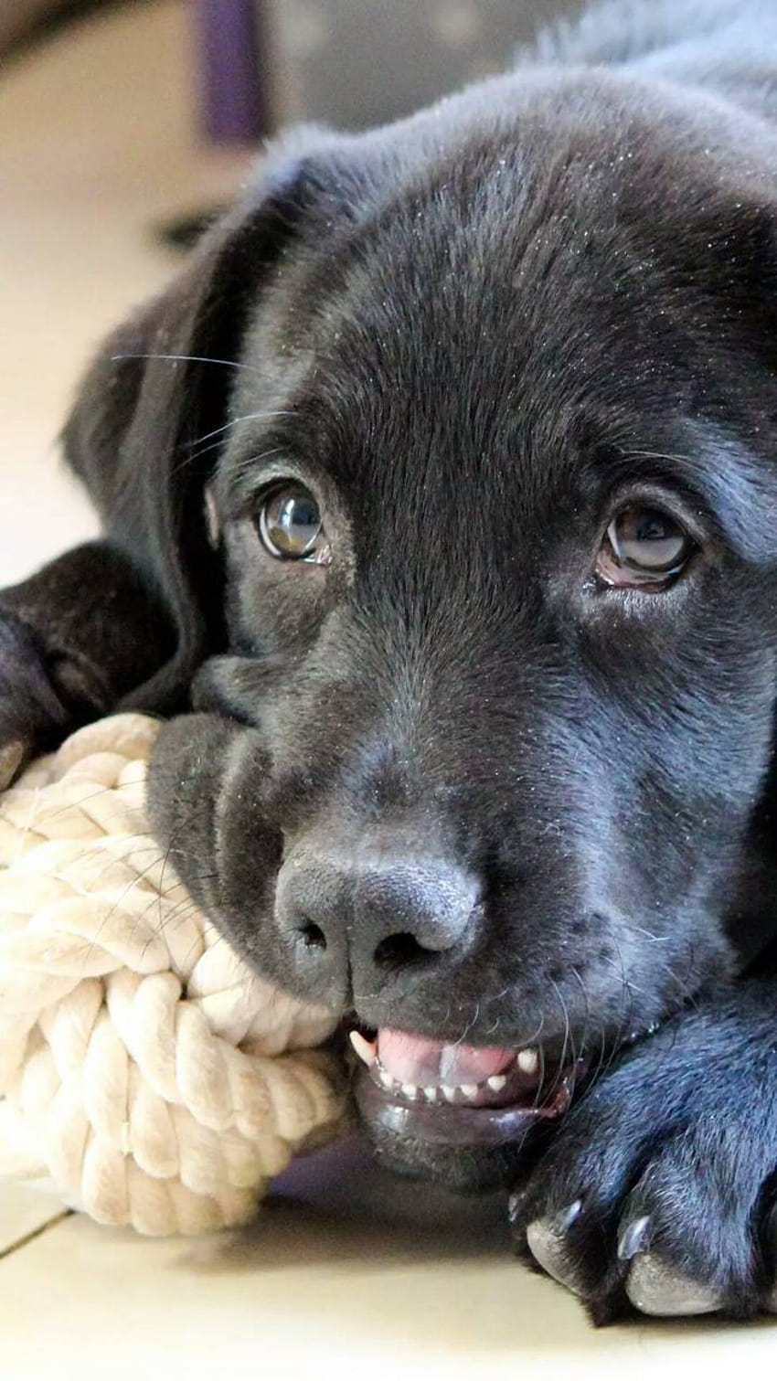 Black Labrador Puppy by ItzMiha, black lab puppies HD phone wallpaper
