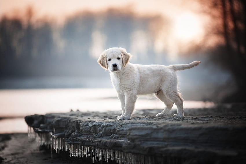 Baby, Animal, Dog Labrador, Retriever, Pet, Puppy, labrador puppies HD  wallpaper | Pxfuel