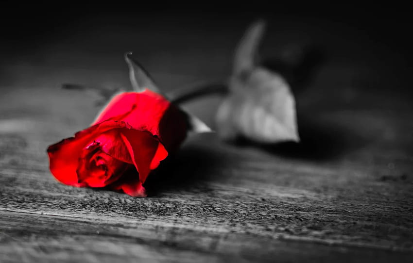 leaves, flowers, loneliness, background, black and white, rose, petals, leaf, red, longing, , full screen, , flower, , section цветы, sad flowers HD wallpaper