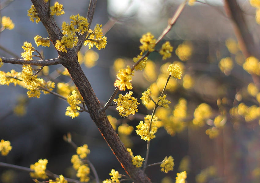 Bunga cornus pohon dogwood mekar musim semi berbunga, musim semi kuning Wallpaper HD