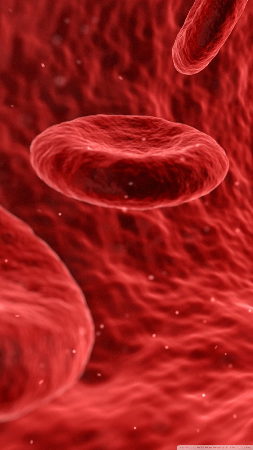 Mikroskopy czerwonych krwinek Ultra tła dla telewizorów U: panoramiczny i ultraszeroki i laptop: wiele wyświetlaczy, dwa monitory: tablet: smartfon, mikroskopijny telefon Tapeta na telefon HD
