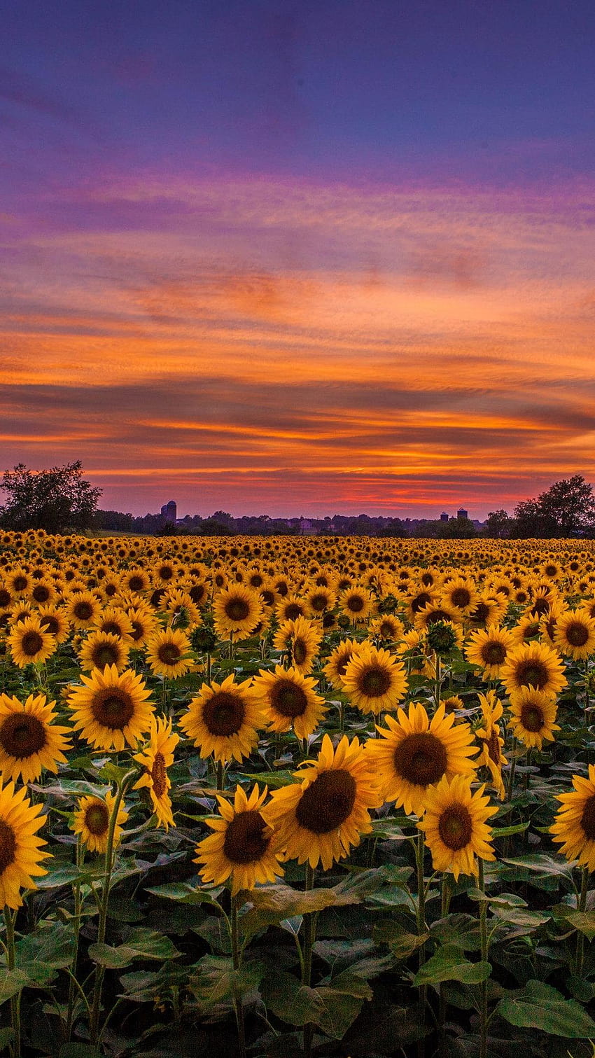 Sonnenblumenfeld Sonnenuntergang, Sonnenblumen bei Sonnenuntergang HD-Handy-Hintergrundbild