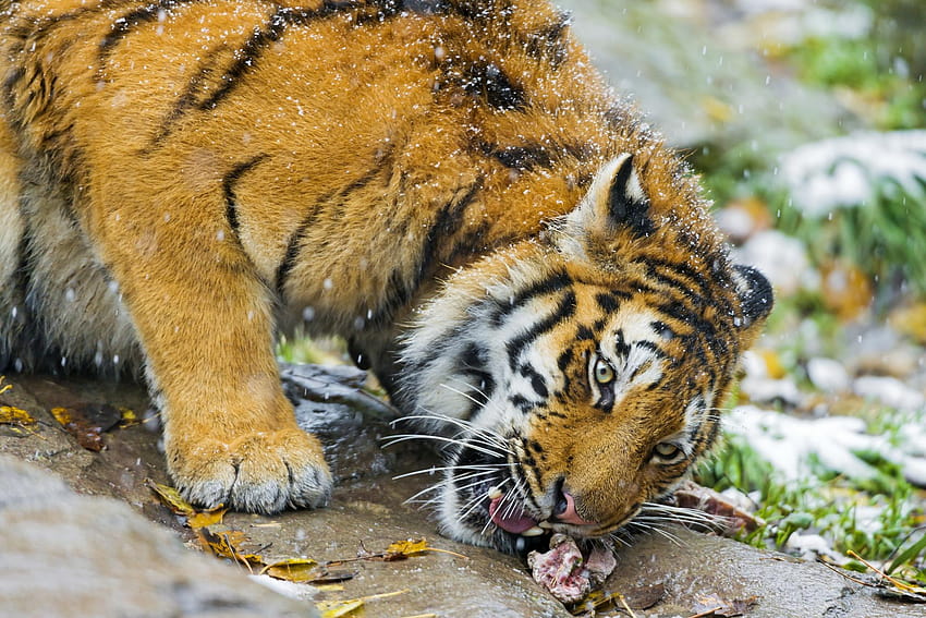 tigre, carne, comida: Widescreen: alta definição, harimau amoled papel de parede HD