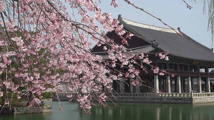 Korea Spring, musim semi korea selatan Wallpaper HD