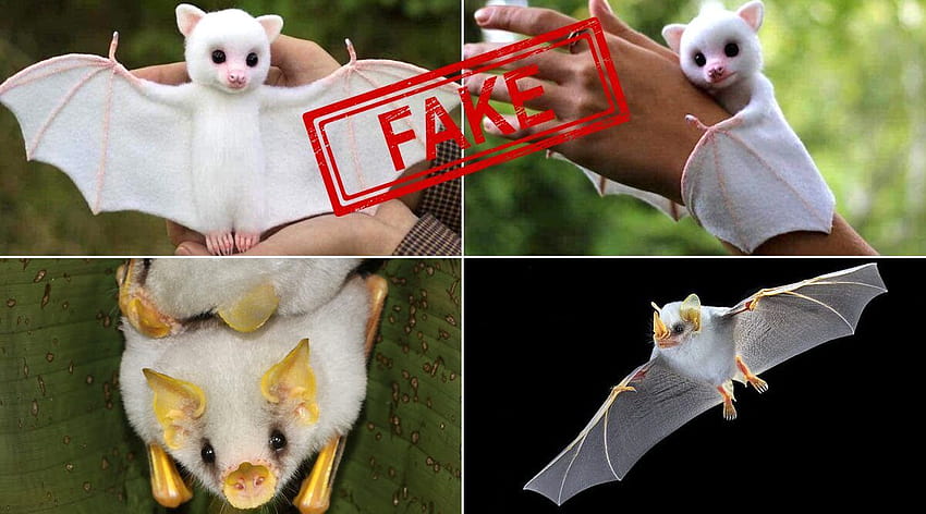 After Huge Bats From Phillippines, Cute of White Baby Bats Are Going Viral; Are They Real? Know About Honduran White Bats HD wallpaper