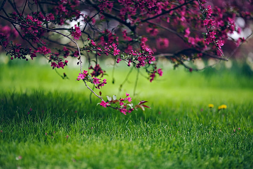 nature fraîche haute définition, plein écran Fond d'écran HD