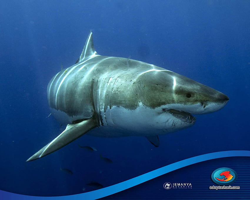 Great white Shark of Great, bull shark HD wallpaper