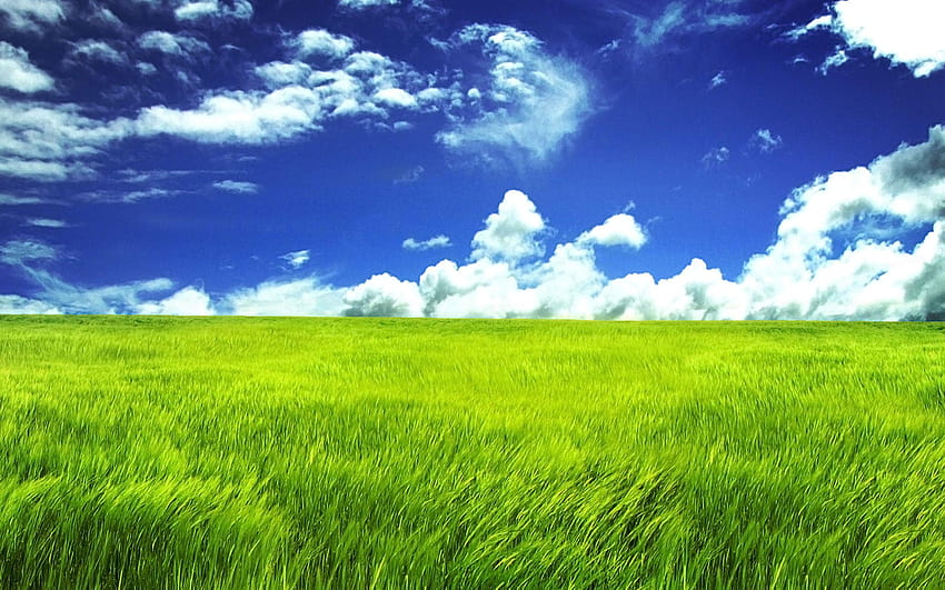 Blauer Himmel und grünes Feld im Breitformat HD-Hintergrundbild