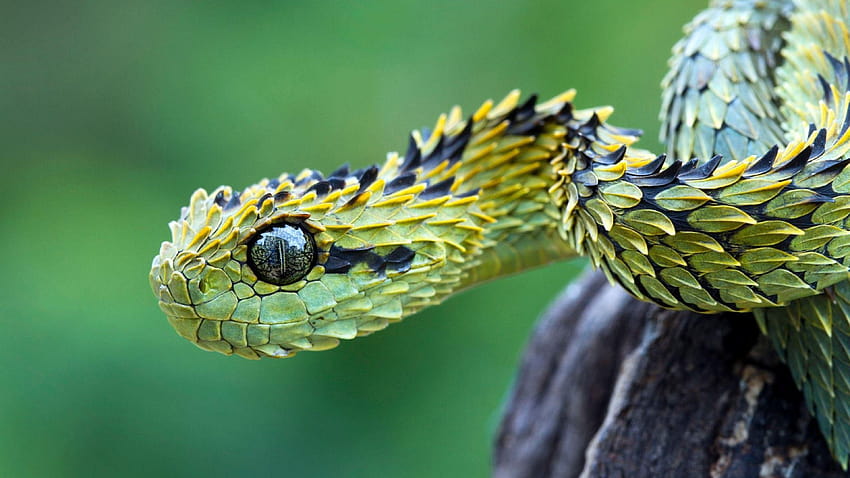 3840x2160 Snake, Scales, Eyes Ultra HD wallpaper | Pxfuel