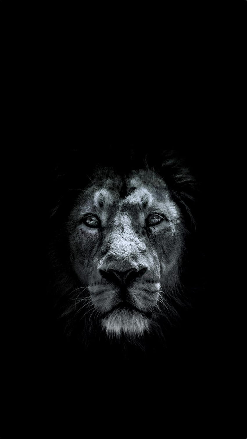 สิงโต Lion of Judah b วอลล์เปเปอร์โทรศัพท์ HD