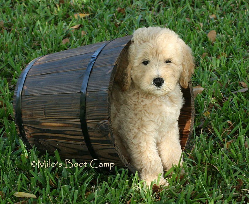 Top 54 goldendoodle wallpaper  incdgdbentre