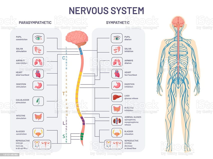 Human Nervous System Sympathetic And Parasympathetic Nerves Anatomy And Functions Spinal Cord Controls Body Internal Organs Vector Diagram Stock Illustration HD wallpaper