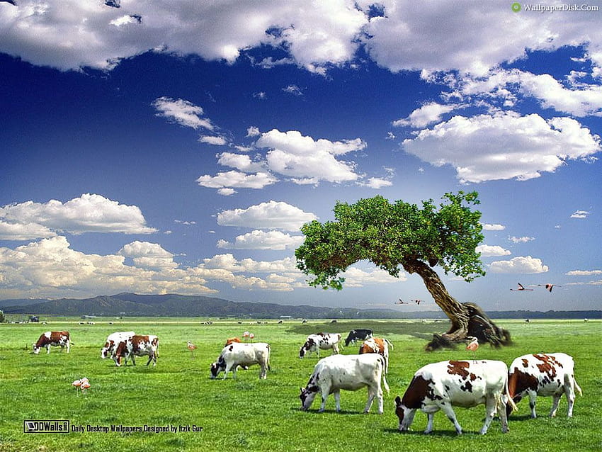 Farma krów, żywy inwentarz Tapeta HD