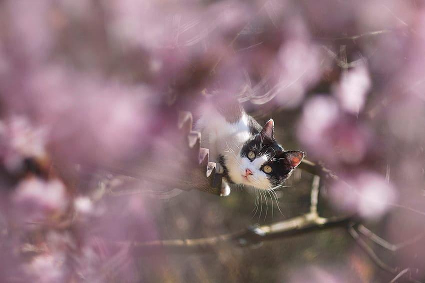 musim semi kucing Wallpaper HD