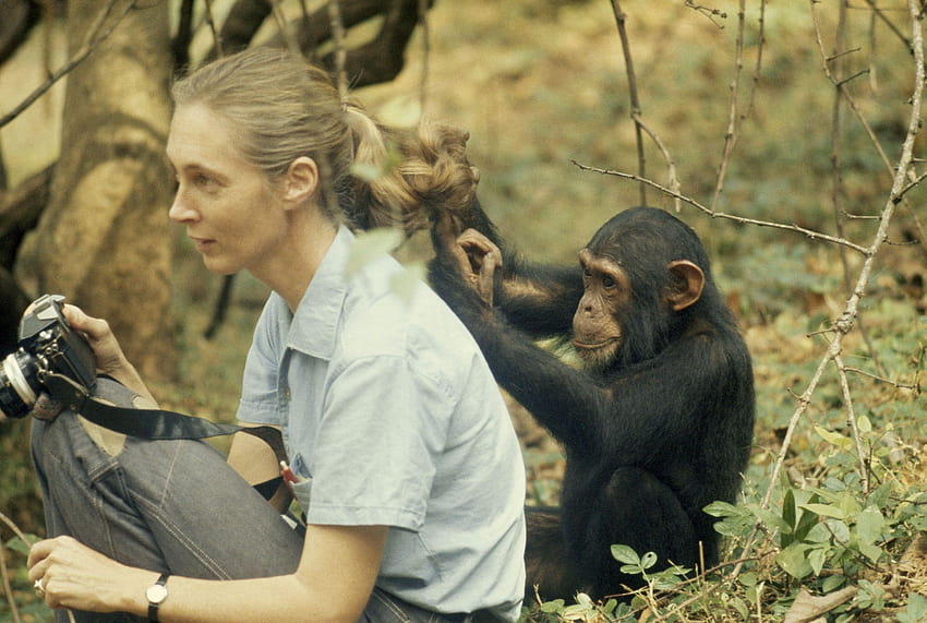 Jane Goodall and Her Chimpanzee Love – Neo Life HD wallpaper | Pxfuel