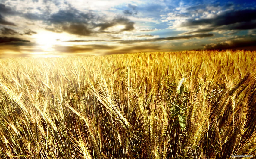 Nature Wheat Field 1 [1920x1200] für Ihr Handy und Tablet, Weizenherbst HD-Hintergrundbild