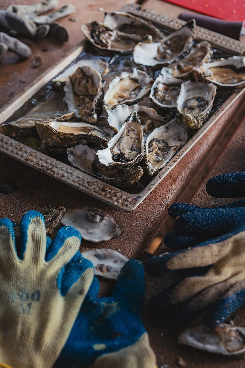 shallow focus graphy of oysters on bowl –, pacific oyster HD phone wallpaper