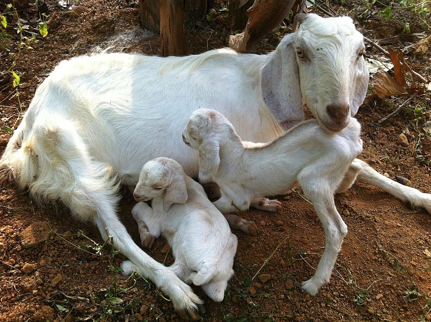 Видях твоето козле и ето едно, което получих от моя приятел в Индия [индийски кози]: r/aww, мама и козле HD тапет