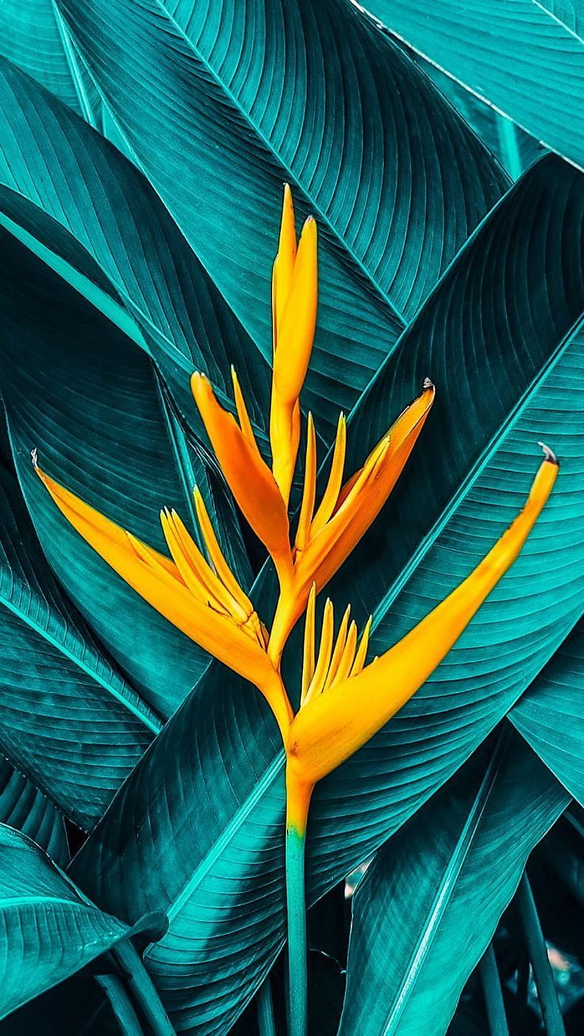 Hottest graphs Color Schemes graphy Popular Most people view the fundamentals of made from steering wh… in 2021, tropical colors HD phone wallpaper
