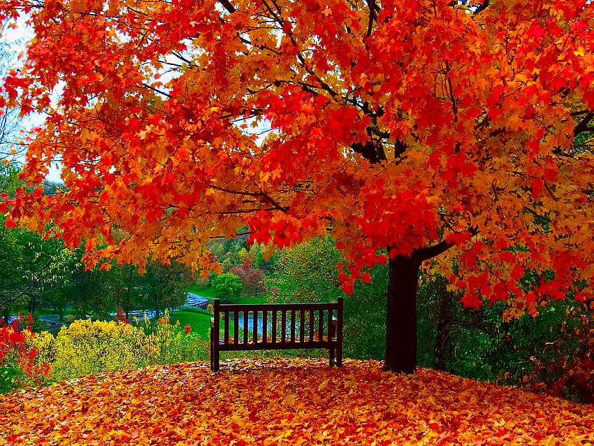 right now the Garden View Amazing of Autumn [1024x768] for your , Mobile & Tablet, garden autumn scenes HD wallpaper
