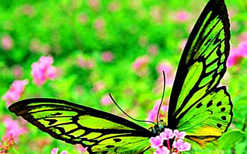 Butterflies: Butterfly Neon Bright Colorful Butterfly Neon Pink, neon green butterflies HD wallpaper