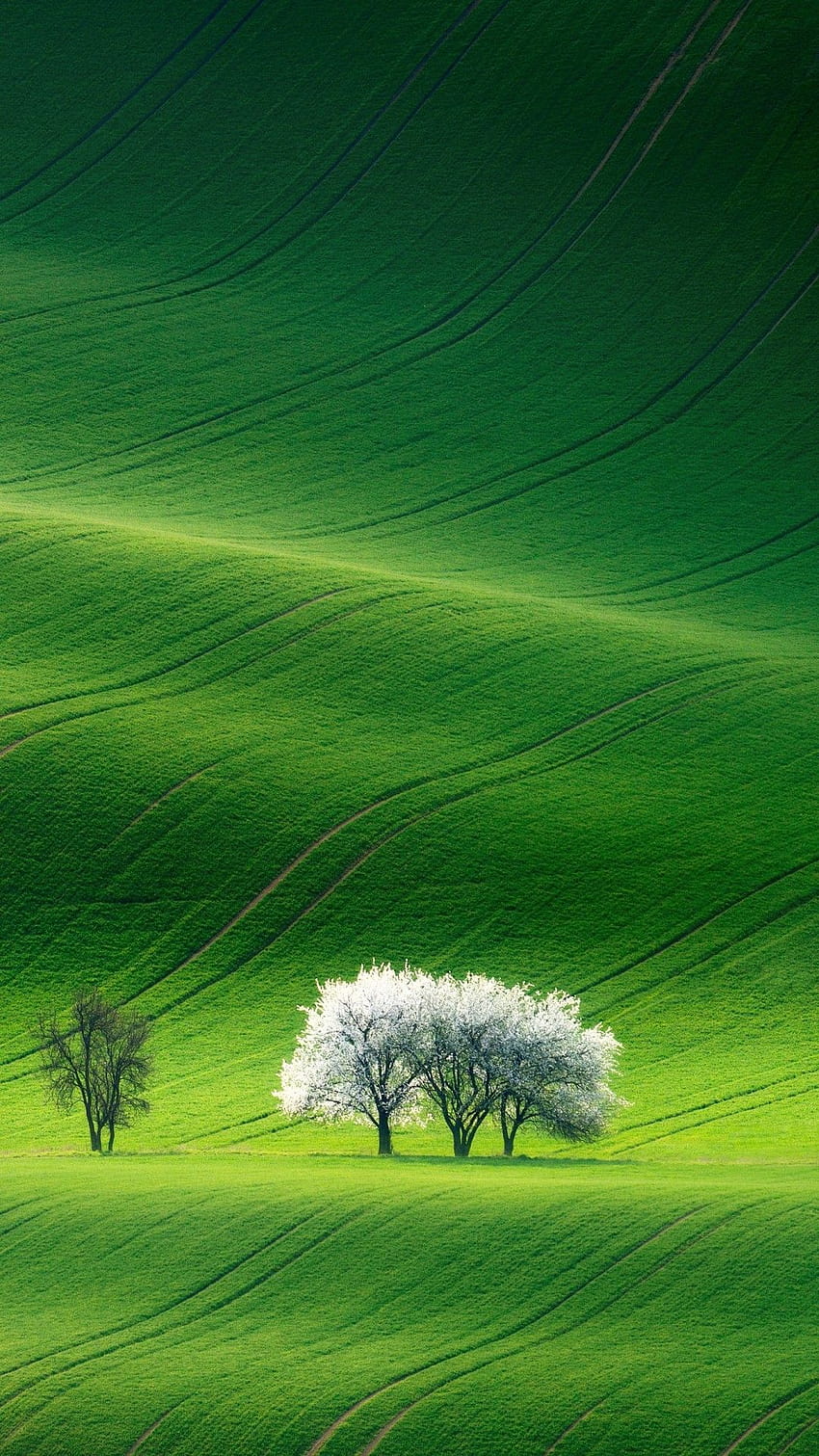 Green Landscape, pemandangan hijau ponsel android wallpaper ponsel HD