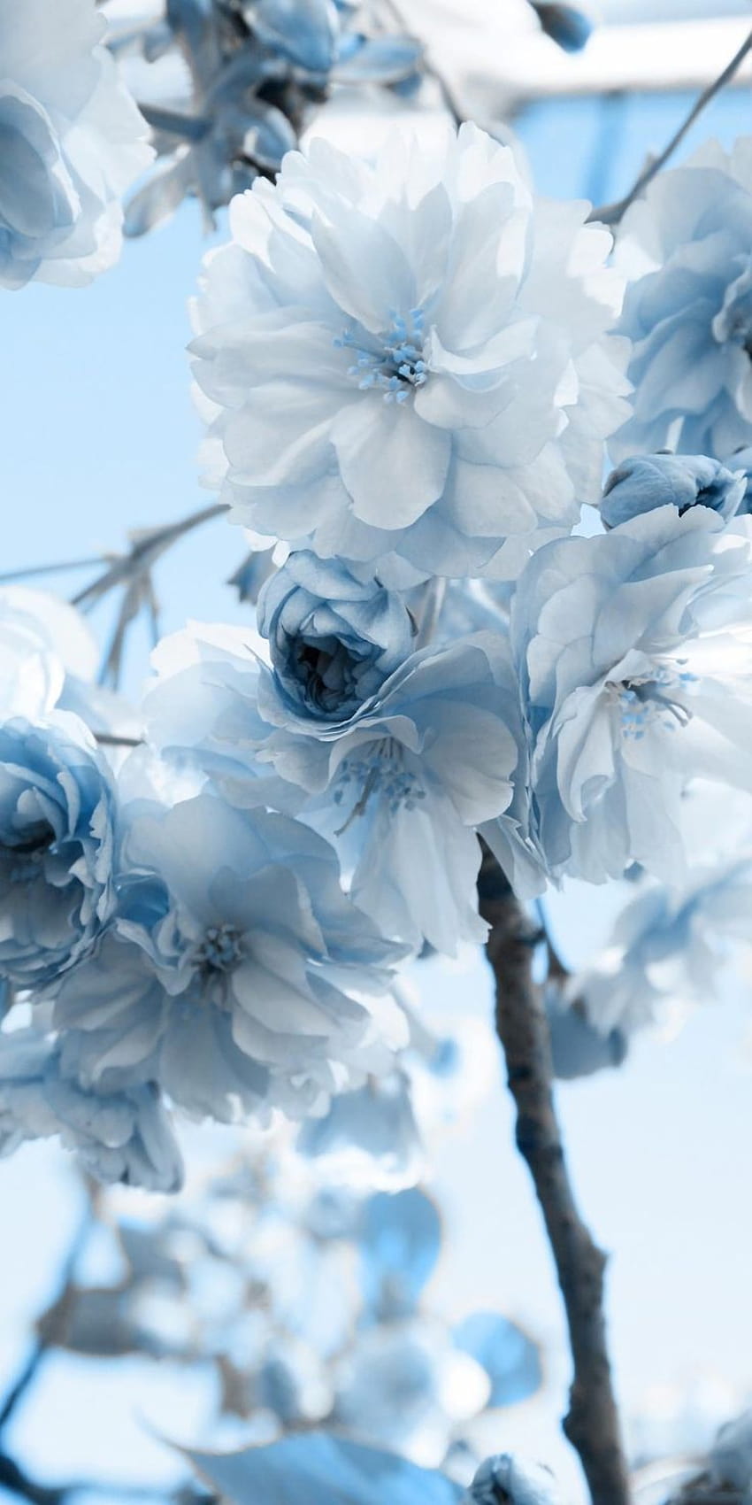 Pastellblaue Blume, blauer ästhetischer Frühling HD-Handy-Hintergrundbild