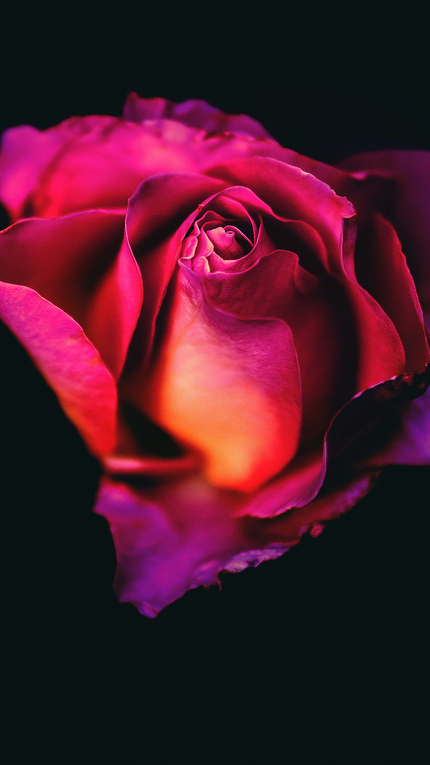 Ultra flowers for mobile, mobile red rose flowers HD phone wallpaper